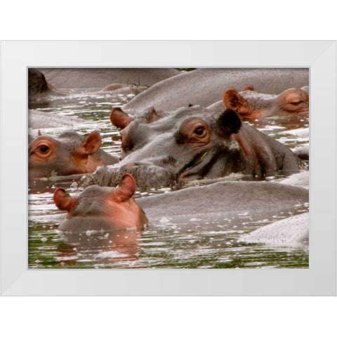 Hippo II White Modern Wood Framed Art Print by Underdahl, Dana
