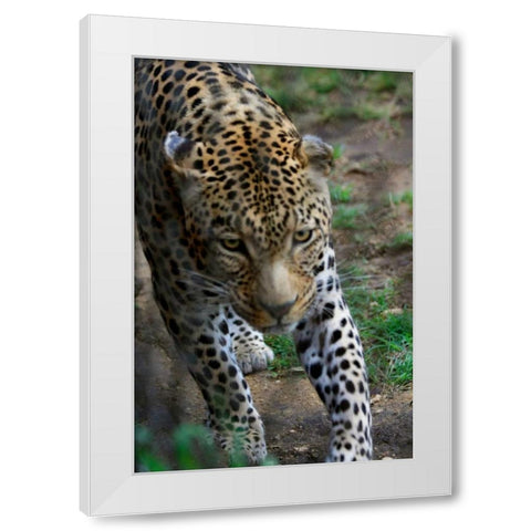 Leopard I White Modern Wood Framed Art Print by Underdahl, Dana