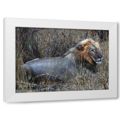 Resting Lion I White Modern Wood Framed Art Print by Underdahl, Dana