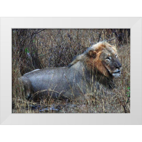 Resting Lion I White Modern Wood Framed Art Print by Underdahl, Dana