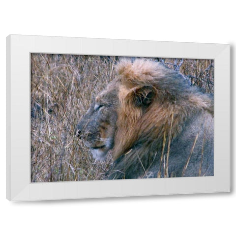 Resting Lion II White Modern Wood Framed Art Print by Underdahl, Dana