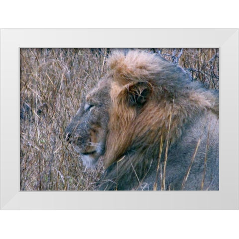 Resting Lion II White Modern Wood Framed Art Print by Underdahl, Dana