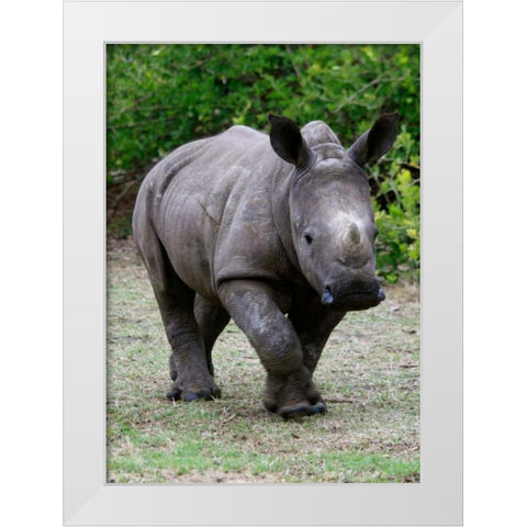 Rhino IV White Modern Wood Framed Art Print by Underdahl, Dana