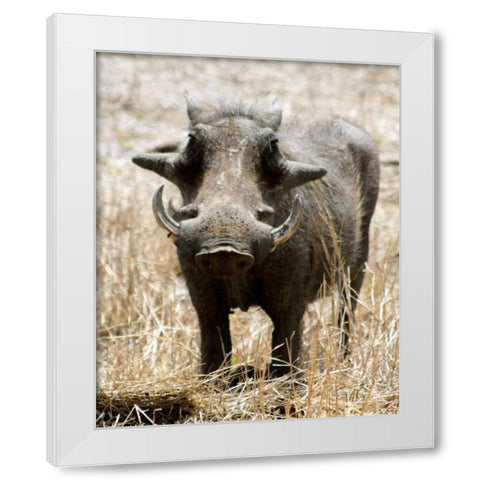 Warthog White Modern Wood Framed Art Print by Underdahl, Dana