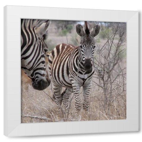 Zebra Baby II White Modern Wood Framed Art Print by Underdahl, Dana