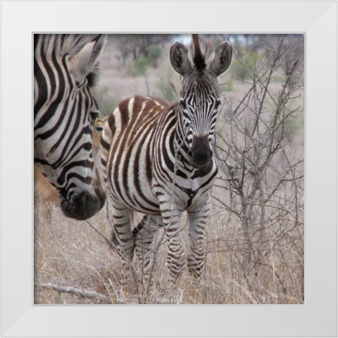 Zebra Baby II White Modern Wood Framed Art Print by Underdahl, Dana