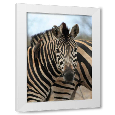 Sarari Zebra I White Modern Wood Framed Art Print by Underdahl, Dana