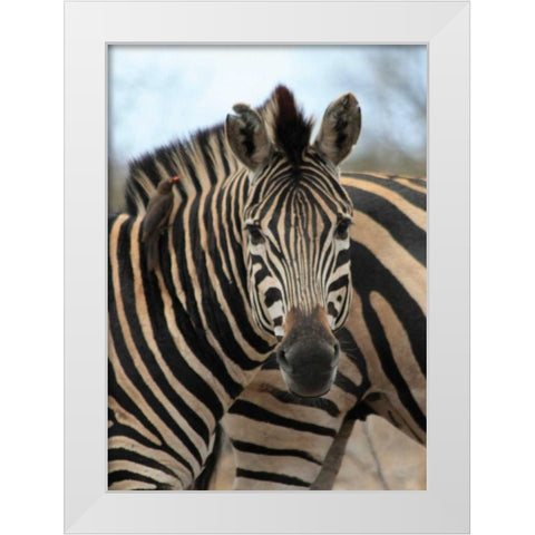 Sarari Zebra I White Modern Wood Framed Art Print by Underdahl, Dana