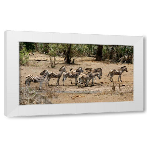 Safari Zebras Group I White Modern Wood Framed Art Print by Underdahl, Dana