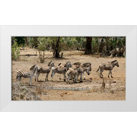 Safari Zebras Group I White Modern Wood Framed Art Print by Underdahl, Dana