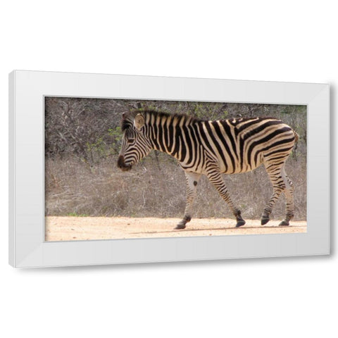 Safari Zebra II White Modern Wood Framed Art Print by Underdahl, Dana