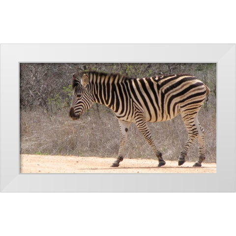 Safari Zebra II White Modern Wood Framed Art Print by Underdahl, Dana