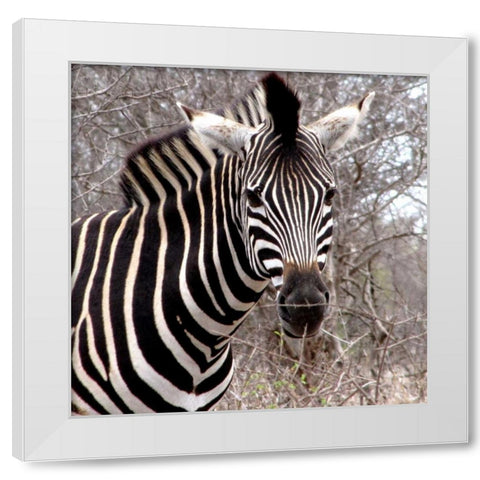Safari Zebra IV White Modern Wood Framed Art Print by Underdahl, Dana