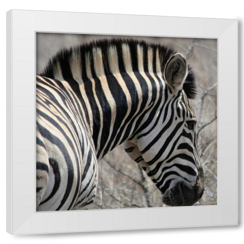 Sarari Zebra VI White Modern Wood Framed Art Print by Underdahl, Dana