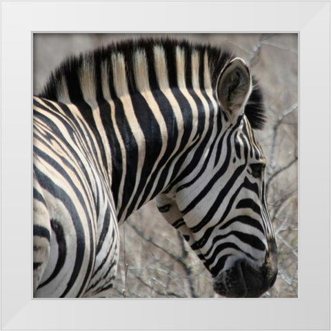 Sarari Zebra VI White Modern Wood Framed Art Print by Underdahl, Dana