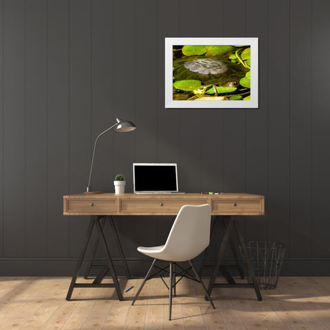 Water Lily Turtle White Modern Wood Framed Art Print by Underdahl, Dana