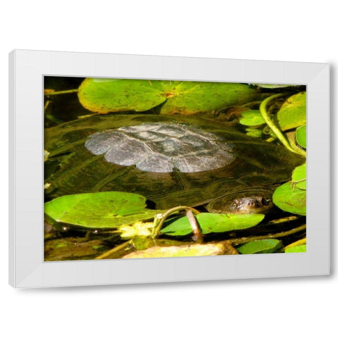 Water Lily Turtle White Modern Wood Framed Art Print by Underdahl, Dana