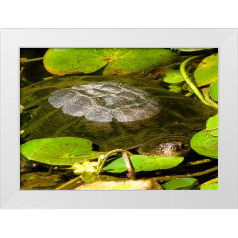 Water Lily Turtle White Modern Wood Framed Art Print by Underdahl, Dana