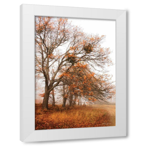 Autumn Lane White Modern Wood Framed Art Print by Geyman, Vitaly