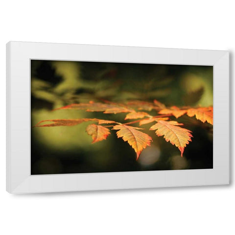 Autumn Fire Leaves II White Modern Wood Framed Art Print by Geyman, Vitaly