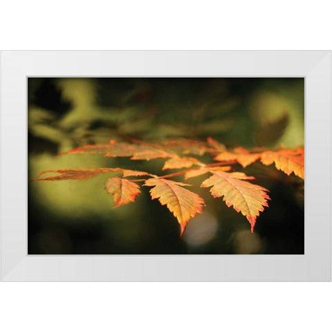Autumn Fire Leaves II White Modern Wood Framed Art Print by Geyman, Vitaly