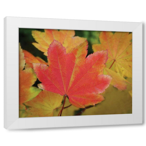 Maple Leaves Perfection II White Modern Wood Framed Art Print by Geyman, Vitaly