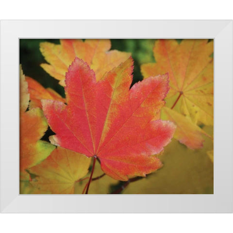 Maple Leaves Perfection II White Modern Wood Framed Art Print by Geyman, Vitaly