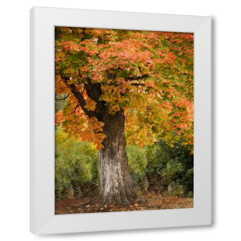 Fall Maple Fever I White Modern Wood Framed Art Print by Geyman, Vitaly