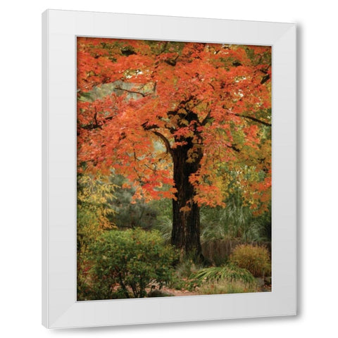 Fall Maple Fever III White Modern Wood Framed Art Print by Geyman, Vitaly