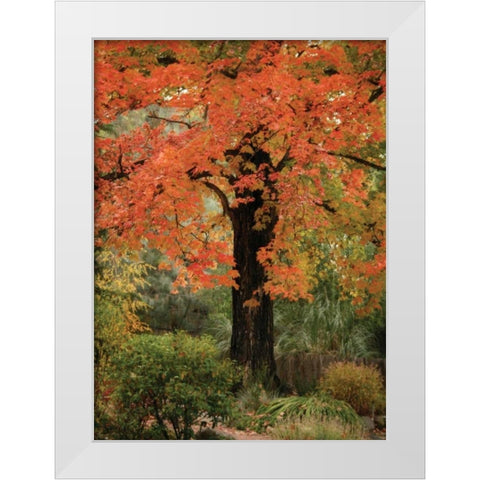 Fall Maple Fever III White Modern Wood Framed Art Print by Geyman, Vitaly