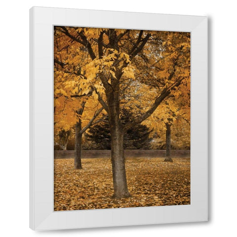 Fall Tree Grove II White Modern Wood Framed Art Print by Geyman, Vitaly