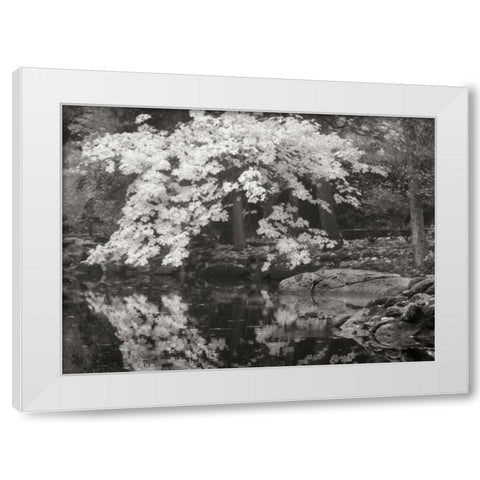 Autumn Reflections II BandW White Modern Wood Framed Art Print by Geyman, Vitaly