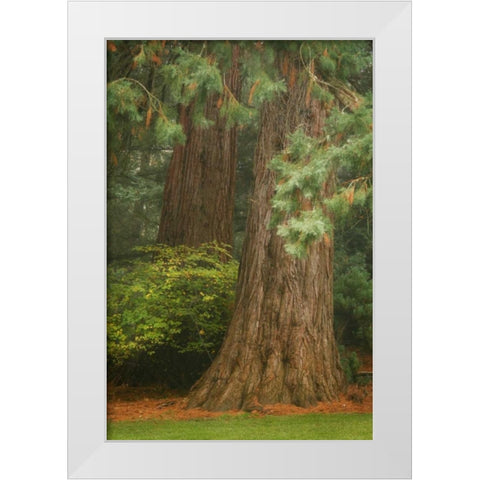 Ancient Forest I White Modern Wood Framed Art Print by Geyman, Vitaly