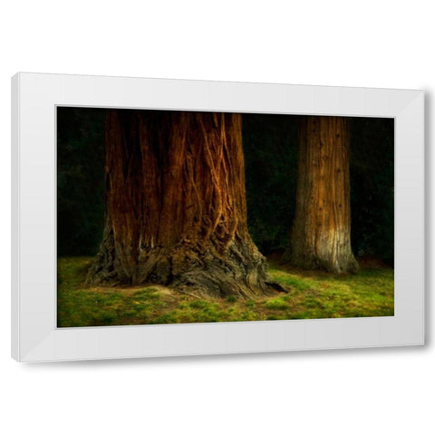 Ancient Forest IV White Modern Wood Framed Art Print by Geyman, Vitaly