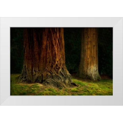 Ancient Forest IV White Modern Wood Framed Art Print by Geyman, Vitaly