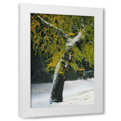 Last of Color II White Modern Wood Framed Art Print by Geyman, Vitaly