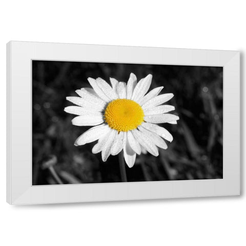 Morning Daisy I White Modern Wood Framed Art Print by Geyman, Vitaly