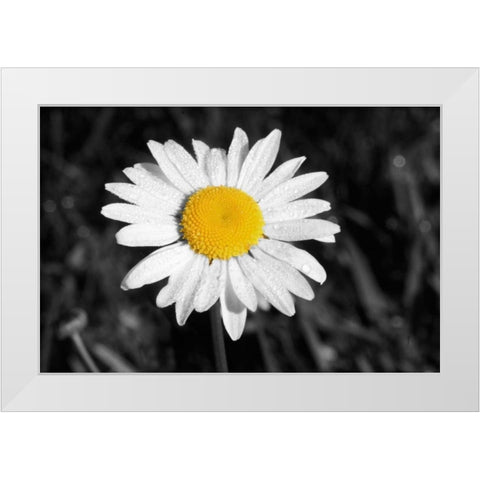 Morning Daisy I White Modern Wood Framed Art Print by Geyman, Vitaly