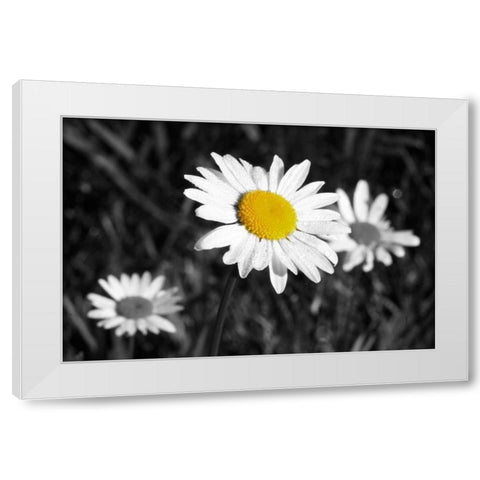Morning Daisy II White Modern Wood Framed Art Print by Geyman, Vitaly