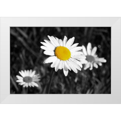 Morning Daisy II White Modern Wood Framed Art Print by Geyman, Vitaly