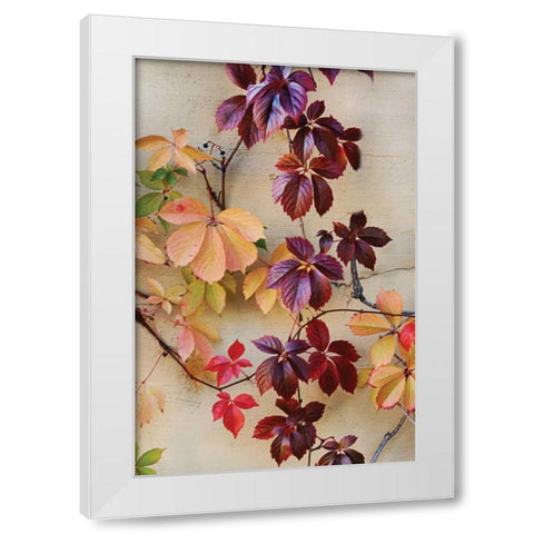 Vine Leaf Romance I White Modern Wood Framed Art Print by Vitaly, Geyman