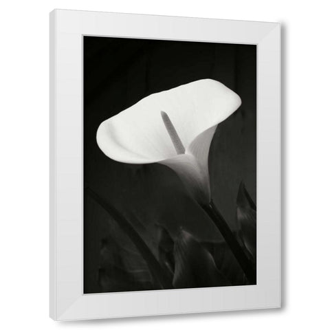 Calla Lily Perfection I White Modern Wood Framed Art Print by Geyman, Vitaly