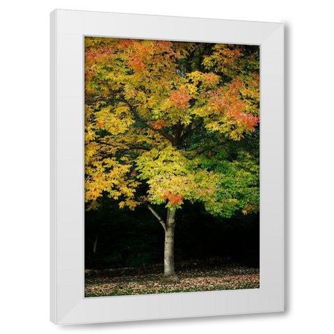 Tree of Life II White Modern Wood Framed Art Print by Geyman, Vitaly
