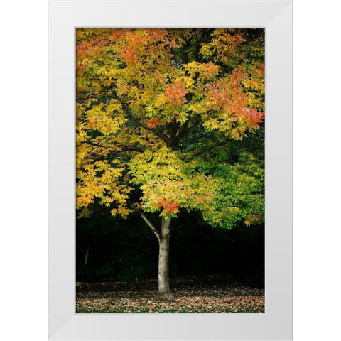 Tree of Life II White Modern Wood Framed Art Print by Geyman, Vitaly