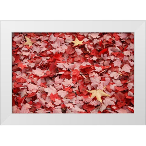 Red Carpet II White Modern Wood Framed Art Print by Geyman, Vitaly
