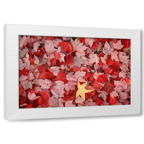 Red Carpet III White Modern Wood Framed Art Print by Geyman, Vitaly