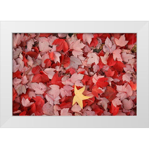 Red Carpet III White Modern Wood Framed Art Print by Geyman, Vitaly