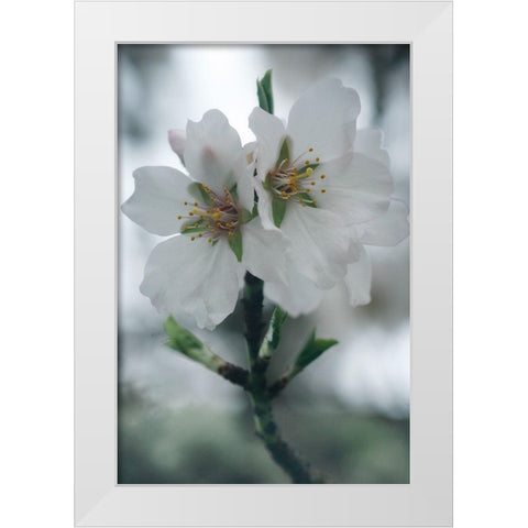 Spring Blossoms II White Modern Wood Framed Art Print by Geyman, Vitaly