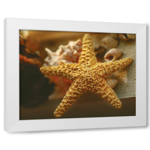 Starfish I White Modern Wood Framed Art Print by Clayton-Thompson, Philip