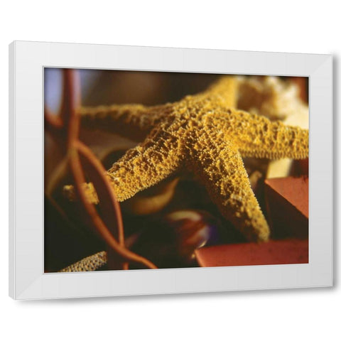 Starfish IV White Modern Wood Framed Art Print by Clayton-Thompson, Philip
